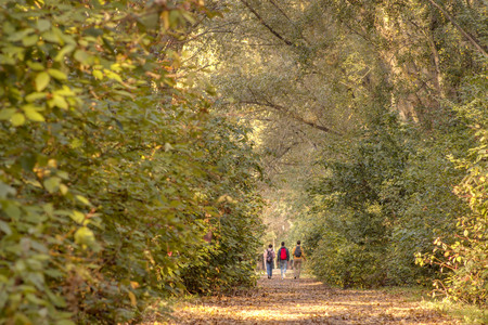 Pathway in the autumn forest, group of friends walking in the colorful nature