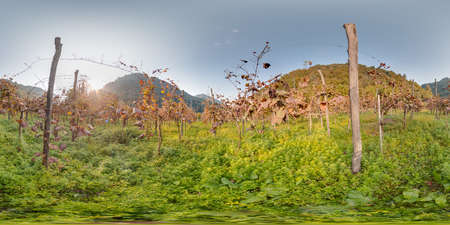 vineyard with grapes in autumn in the mountains Beautiful background. Image with 3D spherical panorama with 360 degree viewing angle. Ready for virtual reality in vr. Full equirectangular projection.の写真素材