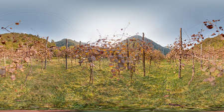 vineyard with grapes in autumn in the mountains Beautiful background. Image with 3D spherical panorama with 360 degree viewing angle. Ready for virtual reality in vr. Full equirectangular projection.の写真素材