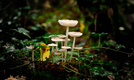 Mushrooms in the forest, close-up, macro photography