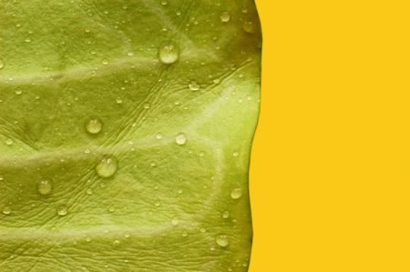  green leaf with drops of water on orange background