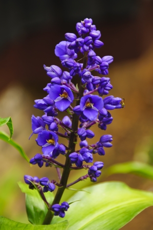 beautiful purple flower in gardenの写真素材