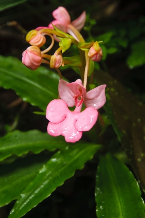Sansevieria is a genus of about 70 species of flowering plants, whose common names include mother-in-lawの写真素材