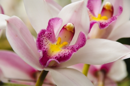 The Orchidaceae or orchid family is a diverse and widespread family of flowering plants with colorful and fragrant blooms の写真素材