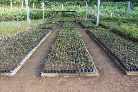 Cultivation of plants for agriculture or economic の写真素材