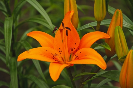 The tulip (Holland) is a perennial, bulbous plant with showy flowers in the genus Tulipa, of which up to 109 species have been described and which belongs to the family Liliaceae.の写真素材