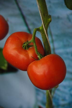 The tomato fruit is consumed in diverse ways, including raw, as an ingredient in many dishes and sauces, and in drinks.の写真素材