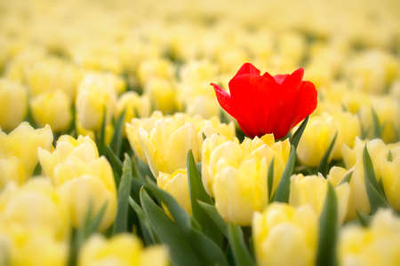 Spring in the Kop van Noord Holland, bulb fields and tulips in full bloomの写真素材