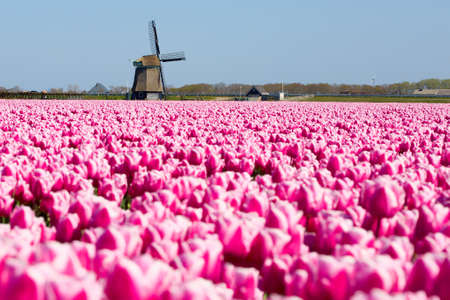 Spring in the Kop van Noord Holland, bulb fields and tulips in full bloomの写真素材