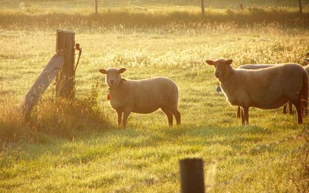sheep in the early morning sunriseの写真素材