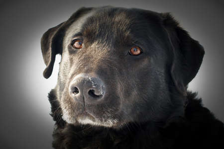 Black dog profile in the winter