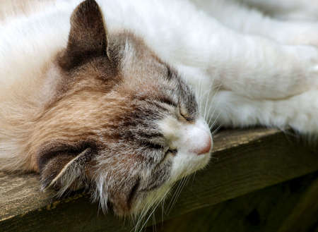 Closeup ginger cat sleeping  in the garden in the summerの写真素材
