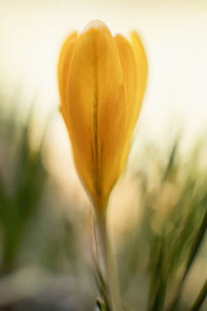 Yellow crocus photographed in macro.の写真素材