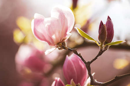 magnolia closeupの写真素材