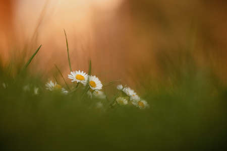 Jump. Daisies in the grass.の写真素材