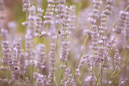 Lavender with insects.の写真素材