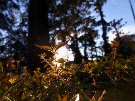 sunrise over the plantの写真素材