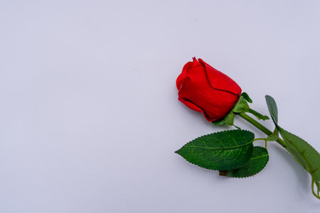 a red rose placed on a white background, for valentine's day, copy spaceの写真素材