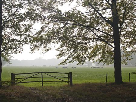 the end of the forrest, looking at the meadowの写真素材
