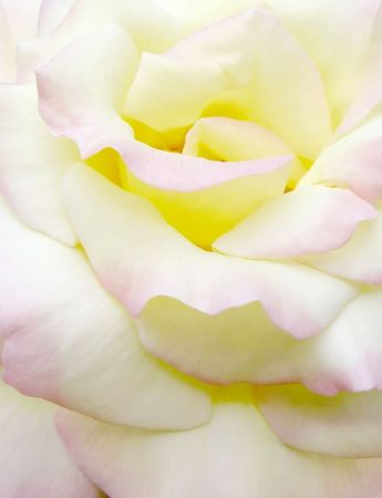 Close up of white roseの写真素材