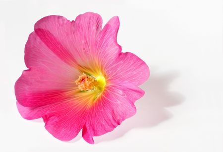 Pink single hibiscus isolated on white background