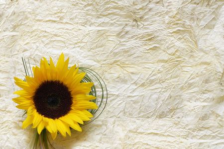 Crumbled paper with flowerの写真素材