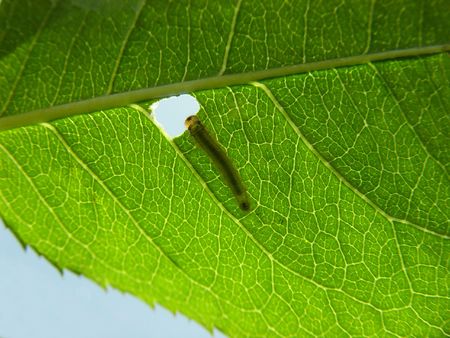 The caterpillar eating green leaf     の写真素材