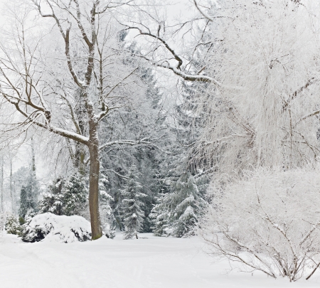 snow covered treesの写真素材