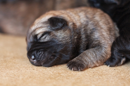 Sleeping newborn puppyの写真素材