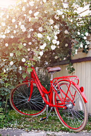 Red bicycle under a bush of a white roseの写真素材