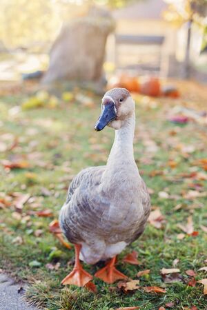 Close up of goose standing on grass in sunny autumn day. Blurry background.の写真素材