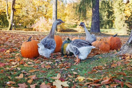 Three big geese eating pumpkins  in the park on sunny autumn day.の写真素材
