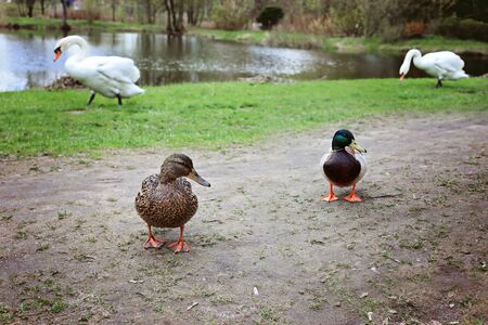Pair of Mallard ducks near a pondの写真素材