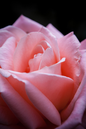 Pink Rose on dark backgroundの写真素材