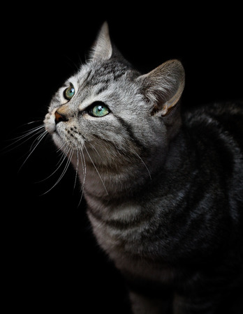 cat over black backgroundの写真素材