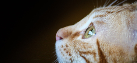 An eye of a catの写真素材