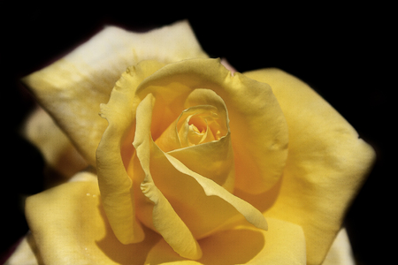 Yellow Rose on dark backgroundの写真素材