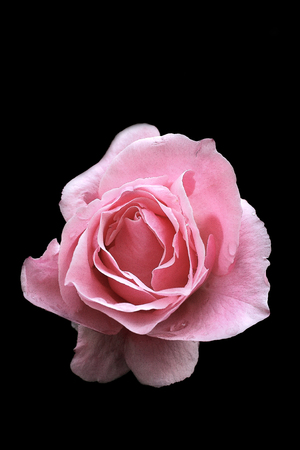 Pink Rose on dark backgroundの写真素材