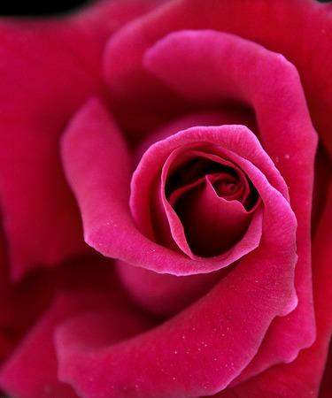 Red Rose on dark backgroundの写真素材