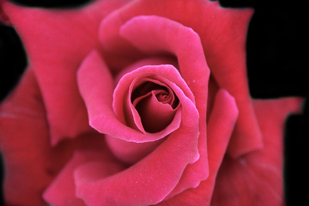 Red Rose on dark backgroundの写真素材