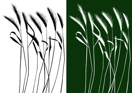 Set of vector grass silhouettes backgrounds for design useのイラスト素材