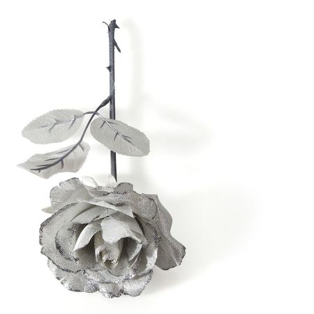 silver roseの写真素材