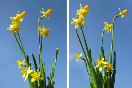 Set  Spring flowers on a background of blue sky の写真素材