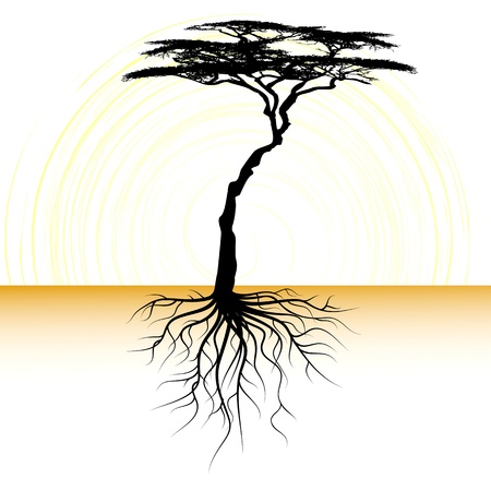 Acacia tree with a rootのイラスト素材