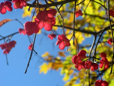 Autumn, abstract natural backgrounds for your design の写真素材