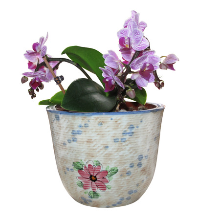 Violet orchid in the ceramic pot on white background. Isolated with clipping path.の写真素材