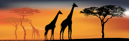 Desert view with giraffes. Background with African fauna and floraのイラスト素材