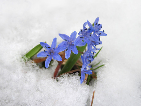 Early Spring Flowers. Siberian Shed (Scilla Siberica)の写真素材