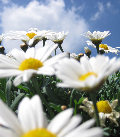 Daisies against the blue skyの写真素材