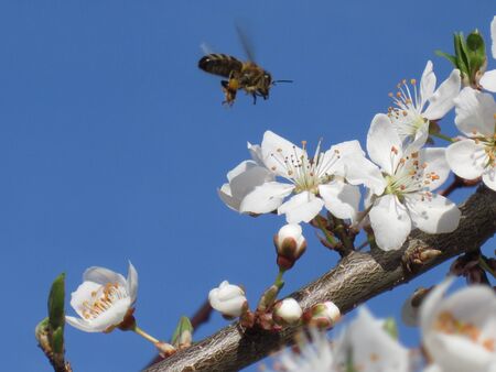 Spring background. A beautiful blooming tree in Garden with a flying bee. Symbols of Springtime. Concept for nature and animals. Environmental Protectionの写真素材